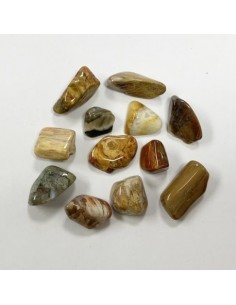 Pierres roulées Bois Fossil