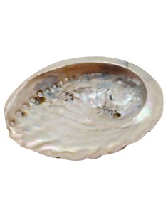 Coquille d'Ormeau Naturelle 12-15cm